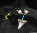 Megalodon Tooth Necklace #597-2
